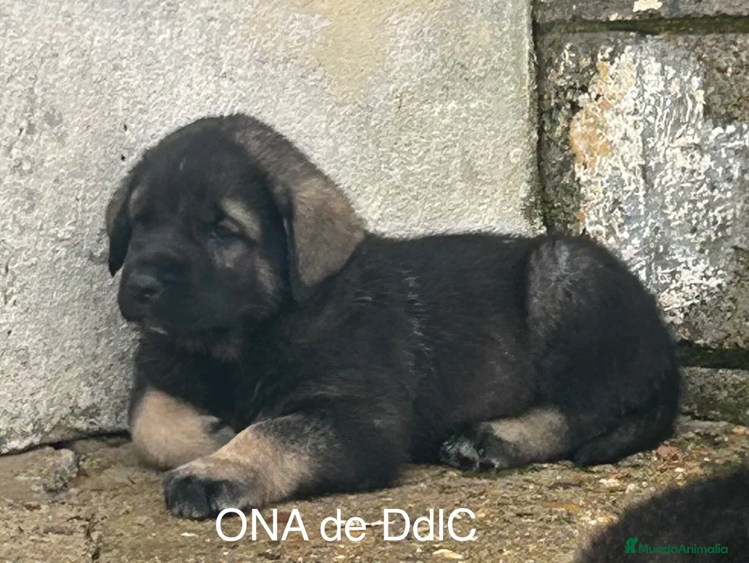Mastín Español perros en venta: CAMADA DE MASTÍN ESPAÑOL  - Anuncio 1