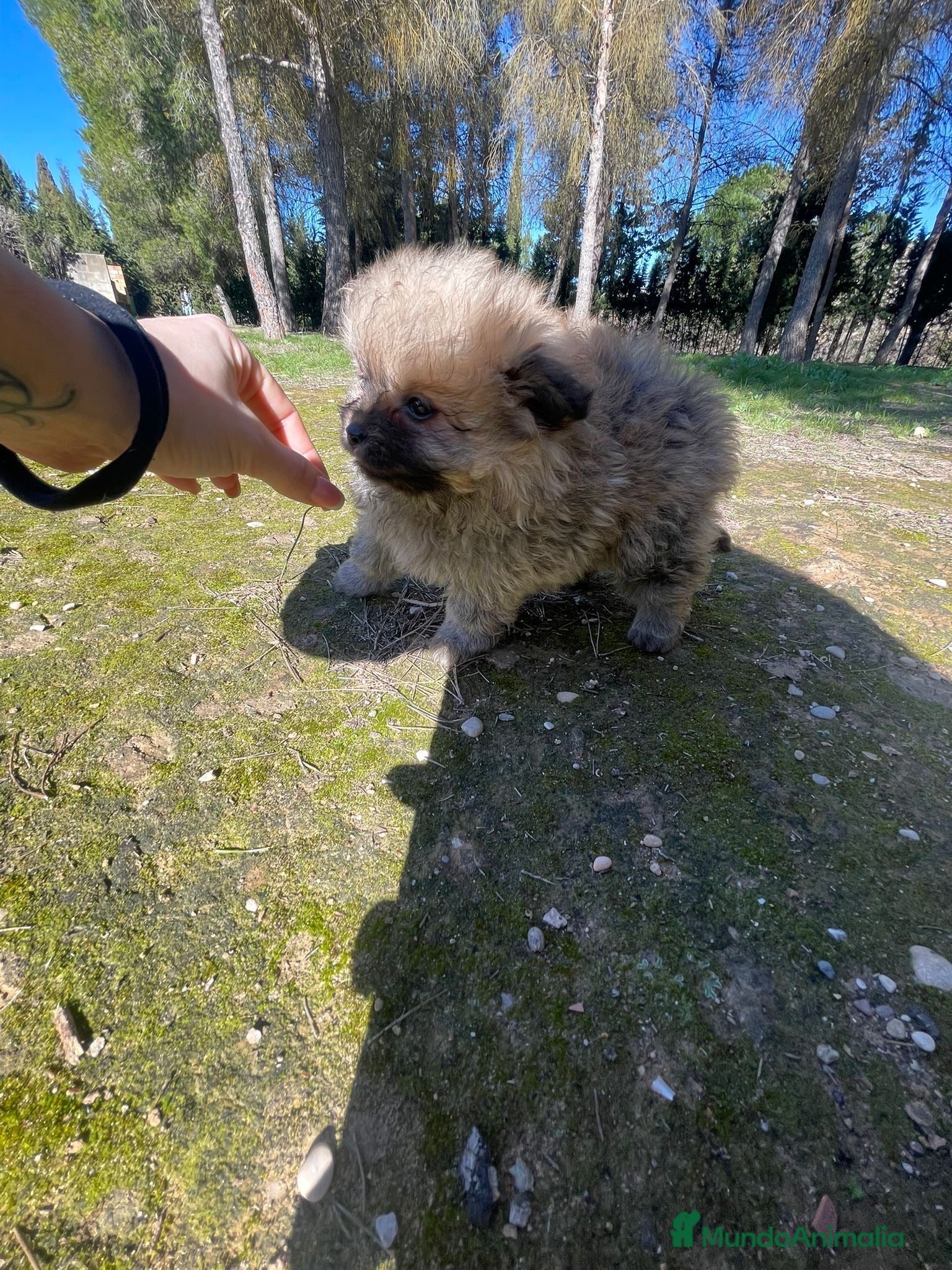 Pomerania perros Pomerania  - Anuncio 1