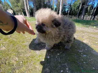 Pomerania perros Pomerania - Anuncio 1