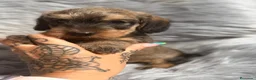Teckel Miniatura perros en venta: TEKEL KANICHEN PELO DURO - Anuncio 9