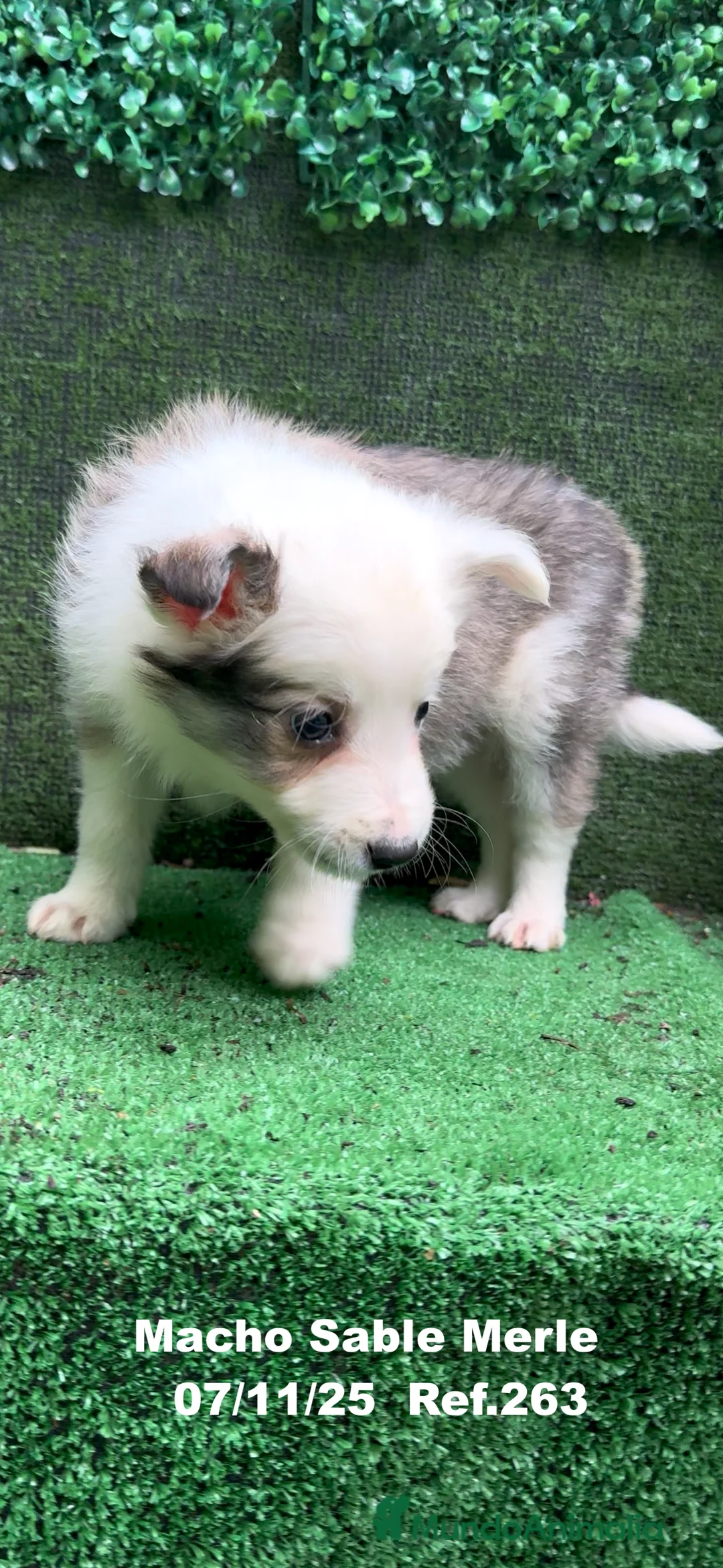 Border Collie perros en venta: Border Collie  - Anuncio 37