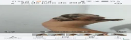 Teckel perros en venta: Espectacular camada de Teckel chocolate Arlequín - Anuncio 3