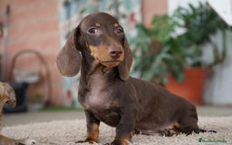 Teckel Miniatura perros en venta: 🐾 Gregorio y Bongo – Teckel especiales 🐾 - Imagen 1