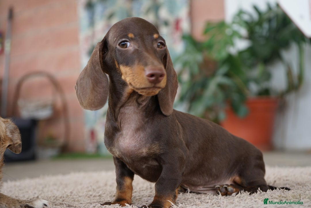 Teckel Miniatura perros en venta: 🐾 Gregorio y Bongo – Teckel especiales 🐾 - Imagen 1