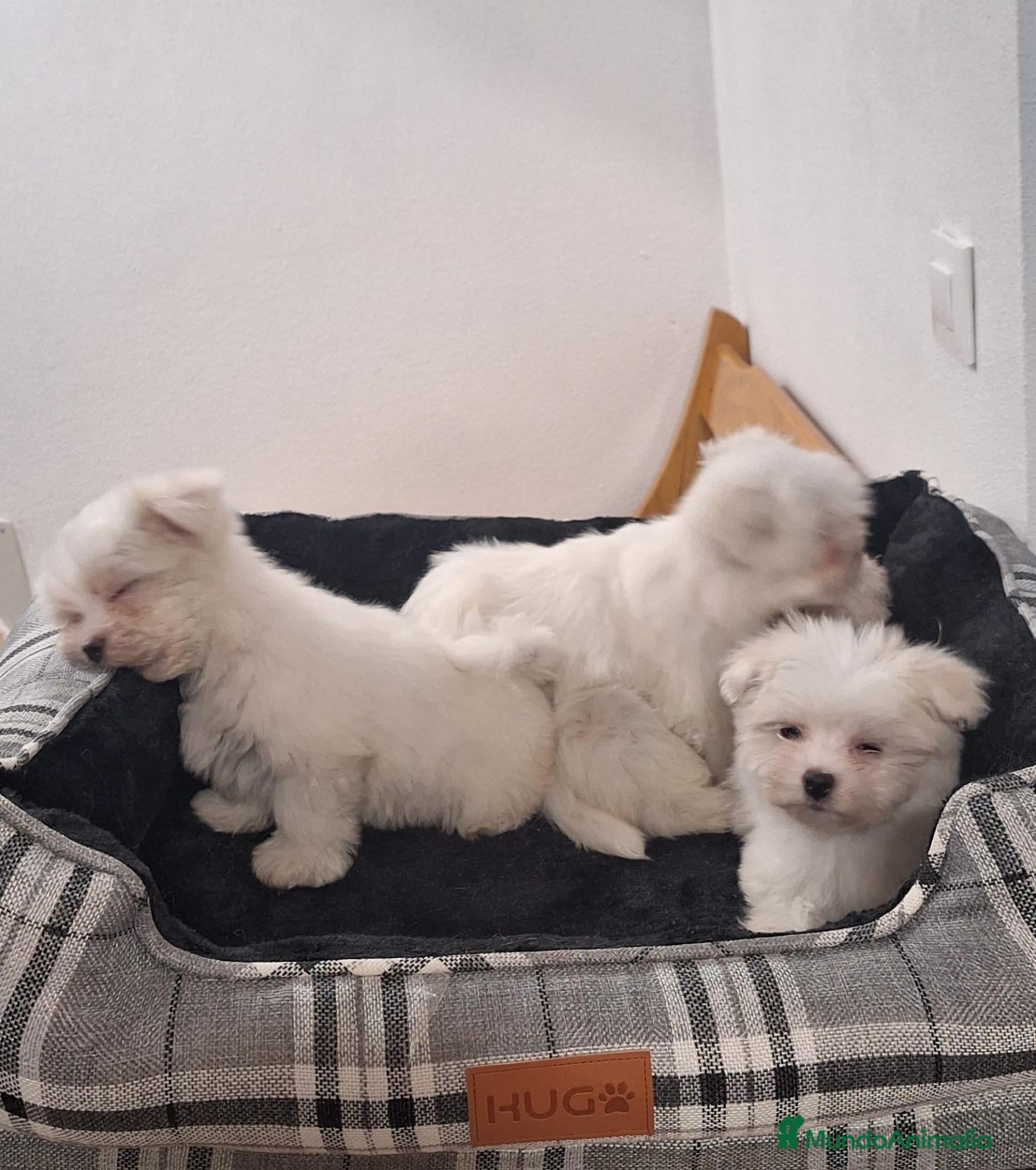 Bichón Maltés perros Bichón maltés  - Anuncio 1