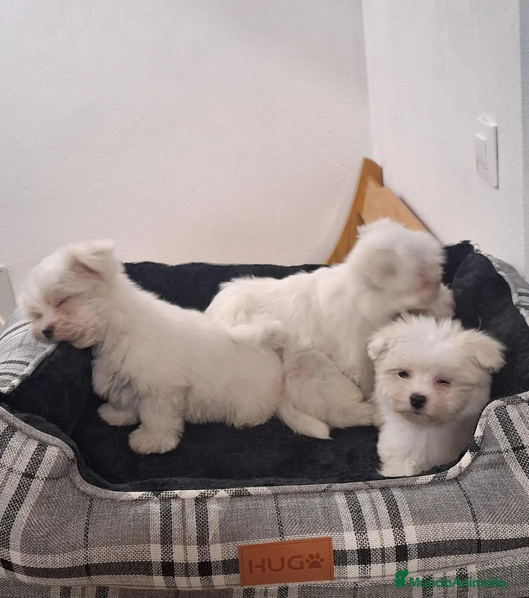 Bichón Maltés perros en venta: Bichón maltés  - Anuncio 1