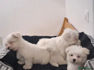 Bichón Maltés perros Bichón maltés - Anuncio 1