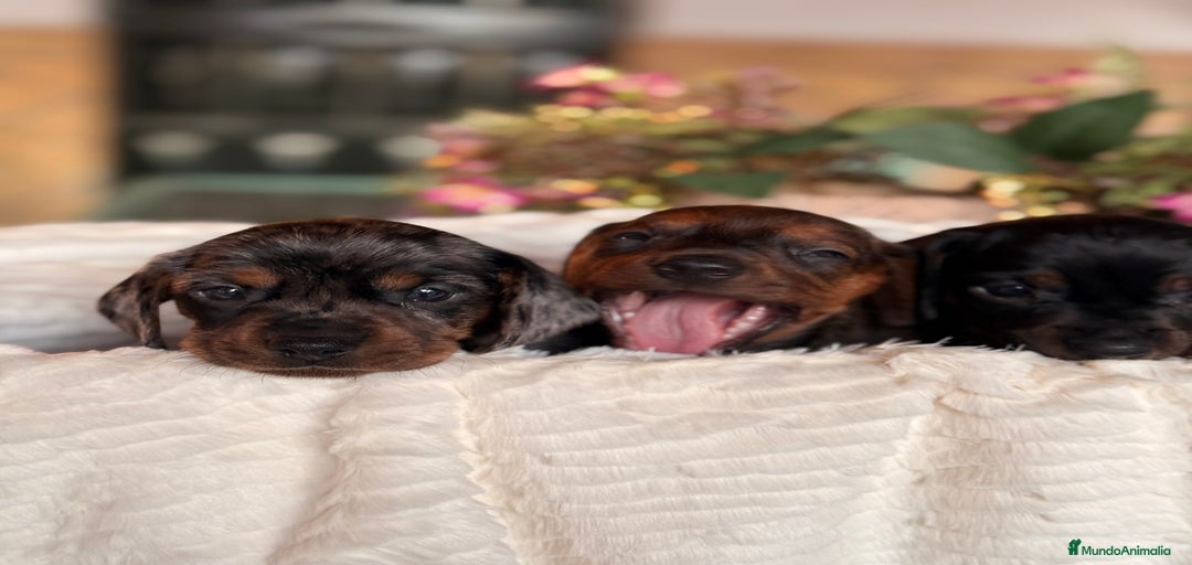 Imagen de galería {{count}}