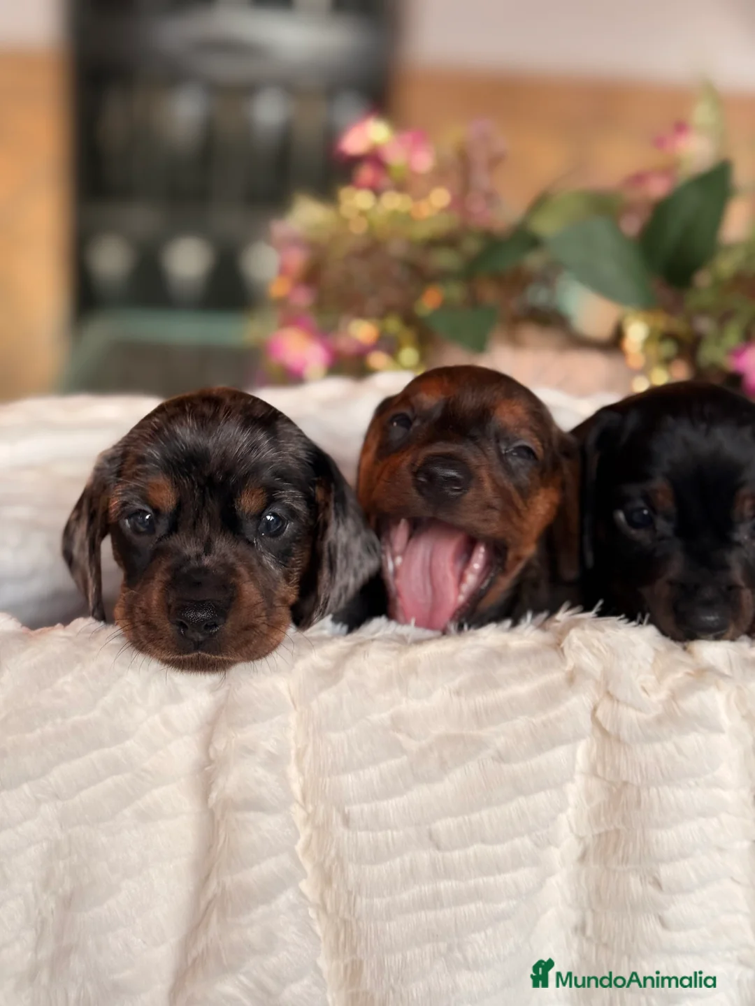 Imagen de galería {{count}}