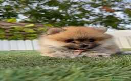 Pomerania perros en venta: POMERANIA HEMBRA - Imagen 14