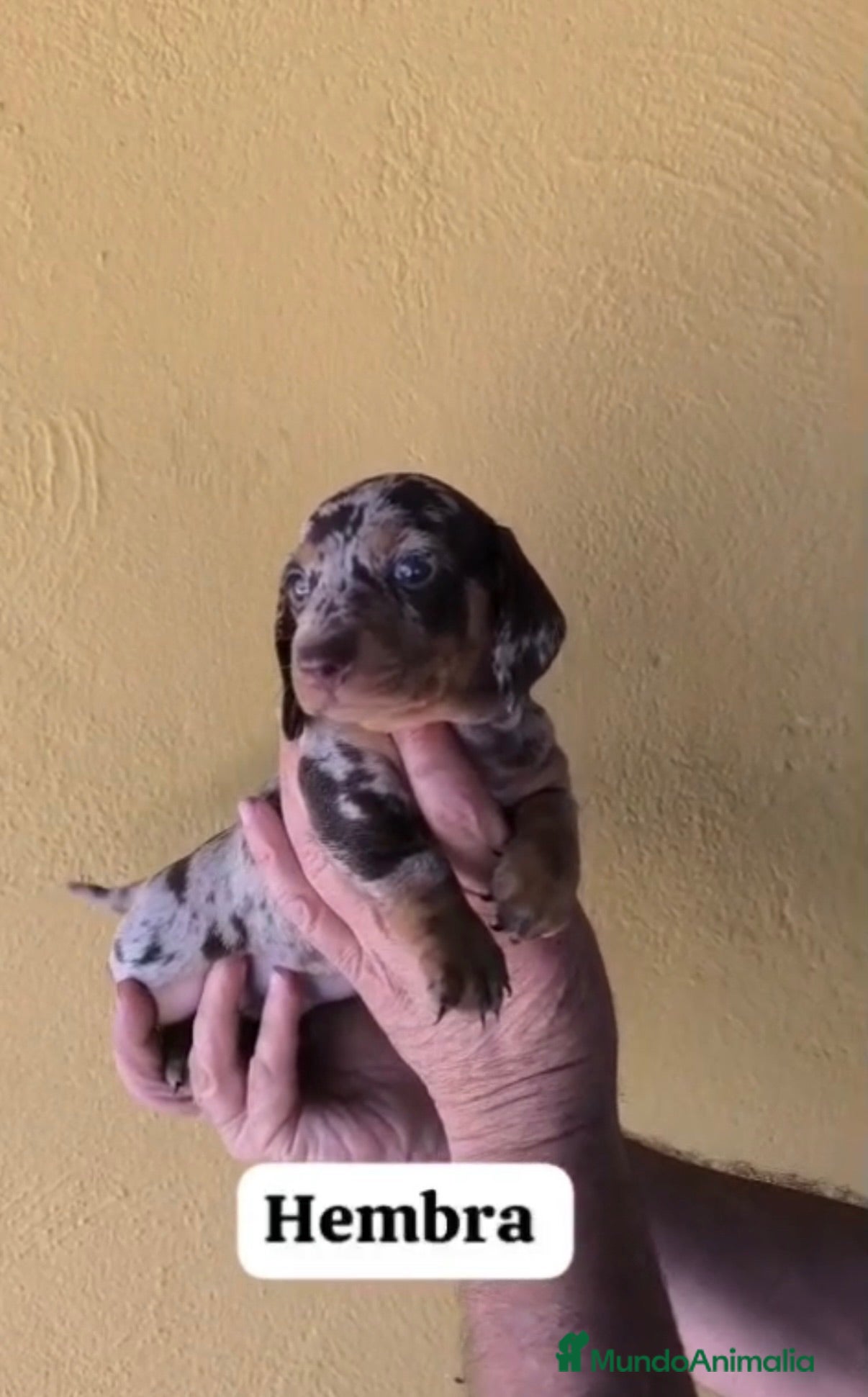 Teckel perros Teckel hembra - Anuncio 1