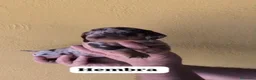 Teckel perros en venta: Teckel hembra - Anuncio 1