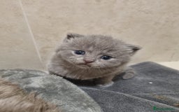 Británico de Pelo Corto Azul gatos en venta: Brithis varios colores pelo corto y largo  - Imagen 1