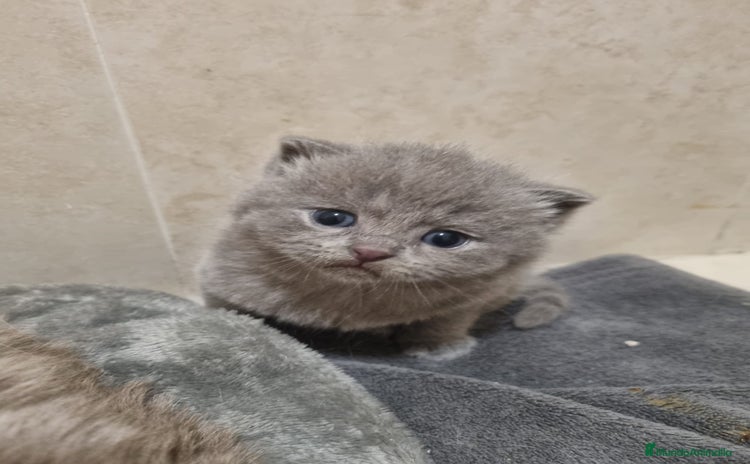 Británico de Pelo Corto Azul gatos - Anuncio 1