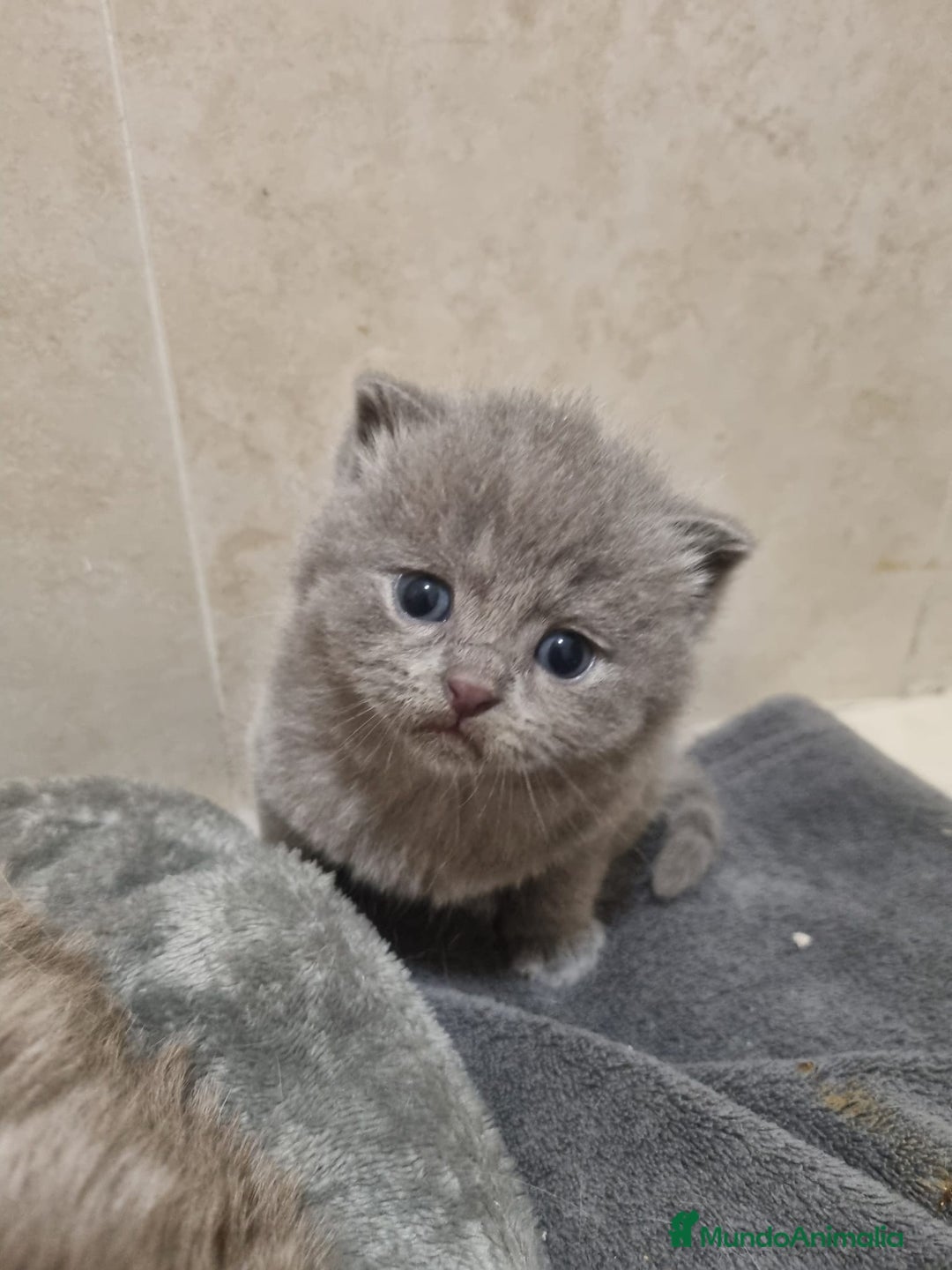 Británico de Pelo Corto Azul gatos en venta: Brithis varios colores pelo corto y largo  - Imagen 1