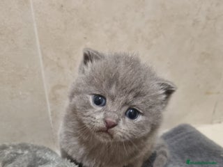 Británico de Pelo Corto Azul gatos - Anuncio 2