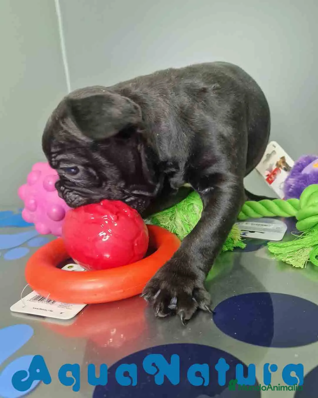 Bulldog Francés perros en venta: Bulldog Frances Macho 2434 AQUANATURA - Anuncio 3