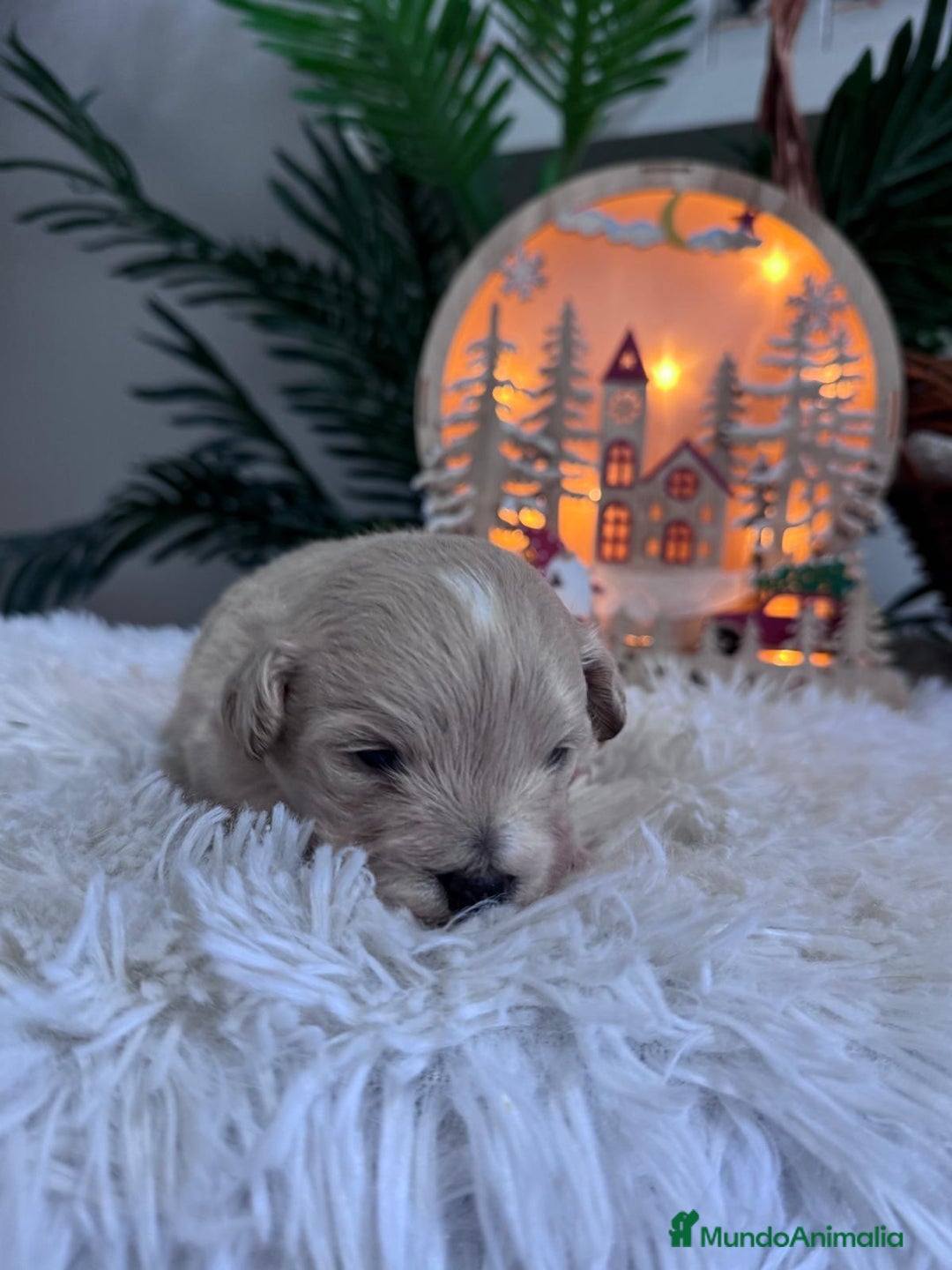 Maltipoo perros en venta: MALTIPOO  - Anuncio 4