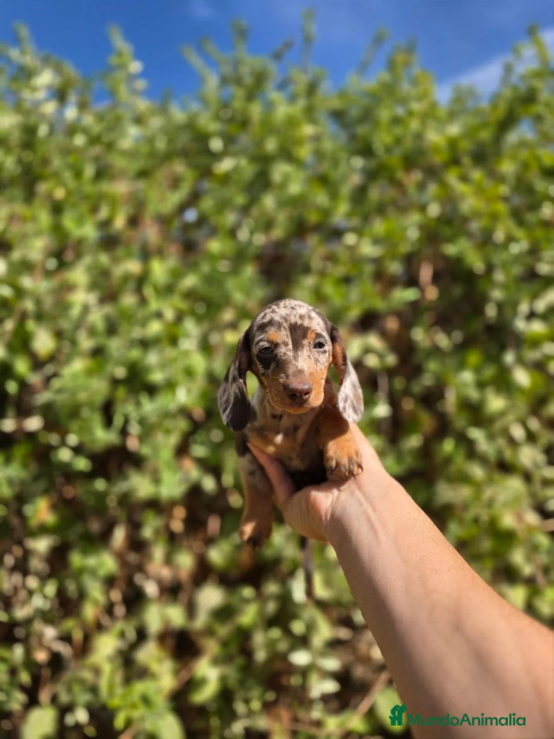 Teckel Miniatura perros en venta: TECKEL KANNINCHEN & MINIATURA - Anuncio 3
