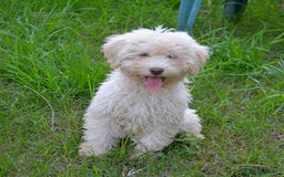 Perro de Agua Español perros en venta: CACHORRA, PERRO DE AGUA ESPAÑOL - Anuncio 5