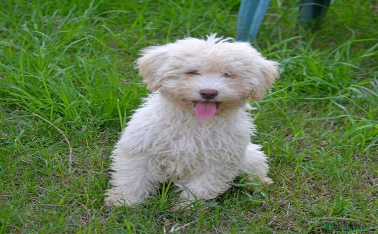 Perro de Agua Español perros CACHORRA, PERRO DE AGUA ESPAÑOL - Anuncio 1
