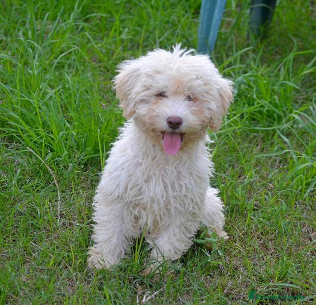 Perro de Agua Español perros en venta: CACHORRA, PERRO DE AGUA ESPAÑOL - Anuncio 5