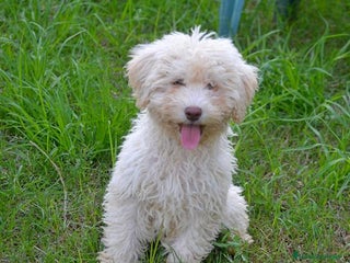 Perro de Agua Español perros CACHORRA, PERRO DE AGUA ESPAÑOL - Anuncio 2