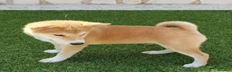 Shiba Inu perros en venta: Shiba Inu Cachorros - Anuncio 4
