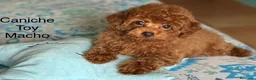 Caniche Toy perros en venta: Caniche toy asiáticos precioso y pequeñito !! - Anuncio 7