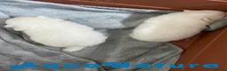 Pomerania perros en venta: Camada Pomerania de Grana y Pompom - Anuncio 2