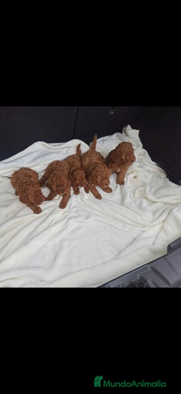 Caniche Toy perros caniches preciosos 50% asiáticos - Anuncio 1