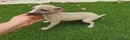 Pequeño Lebrel Italiano perros en venta: Galgo Italiano machito  - Anuncio 4
