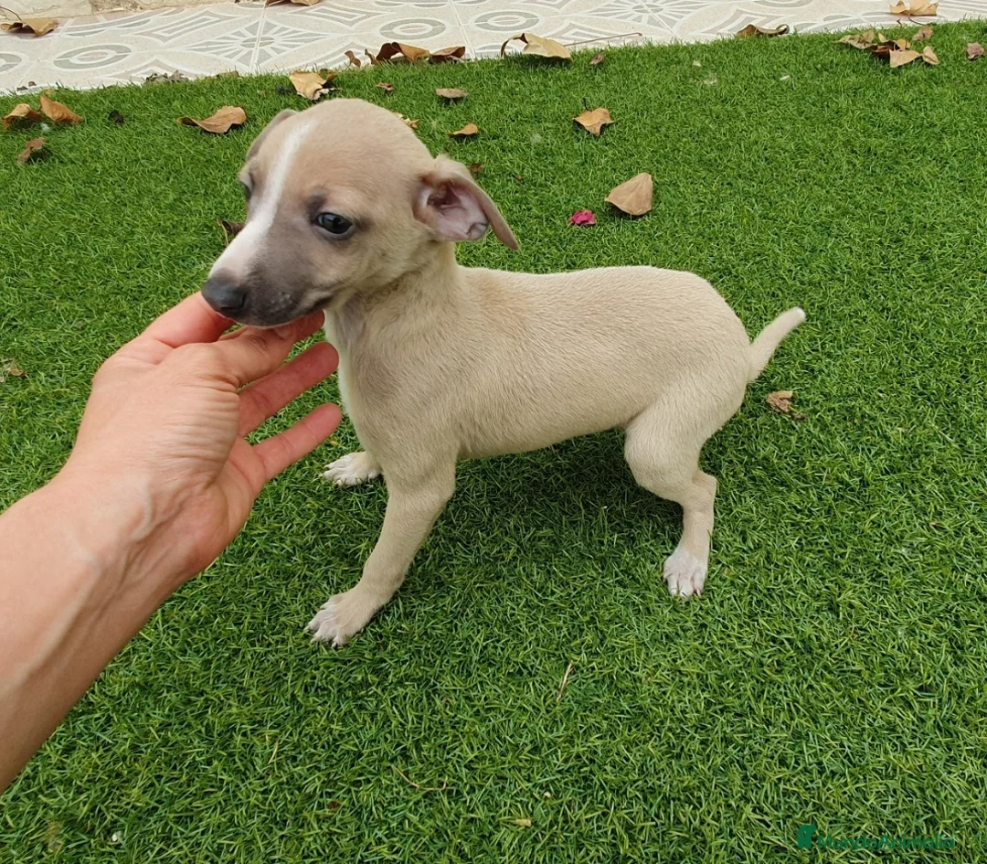 Pequeño Lebrel Italiano perros en venta: Galgo Italiano machito  - Anuncio 4