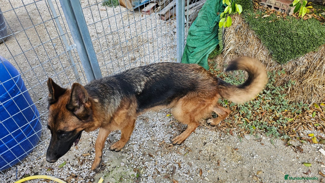 Pastor Alemán perros en venta: Espectacular hembra de pastor alemán - Imagen 4