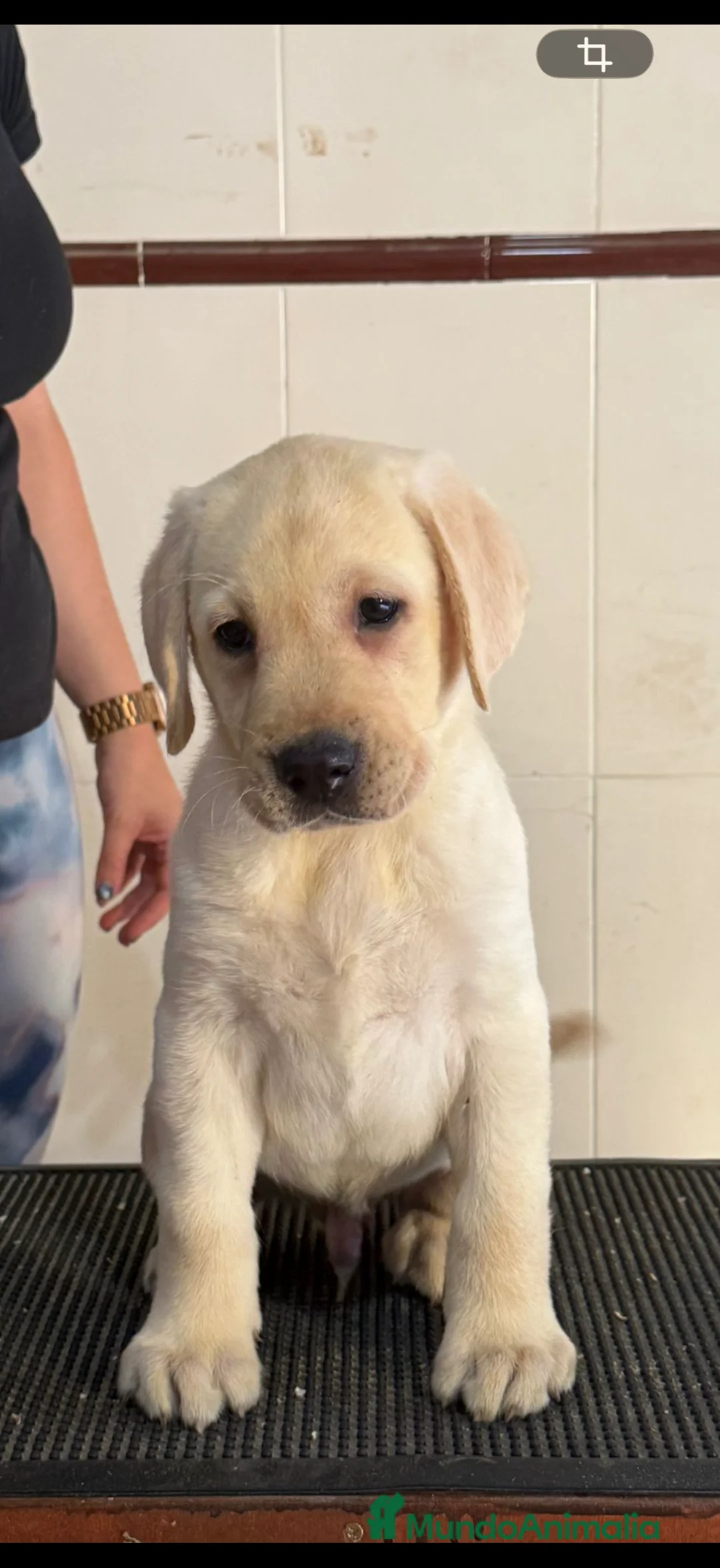 Labrador Retriever perros en venta: CACHORROS LABRADOR RETRIEVER DE PINECAN  - Anuncio 2