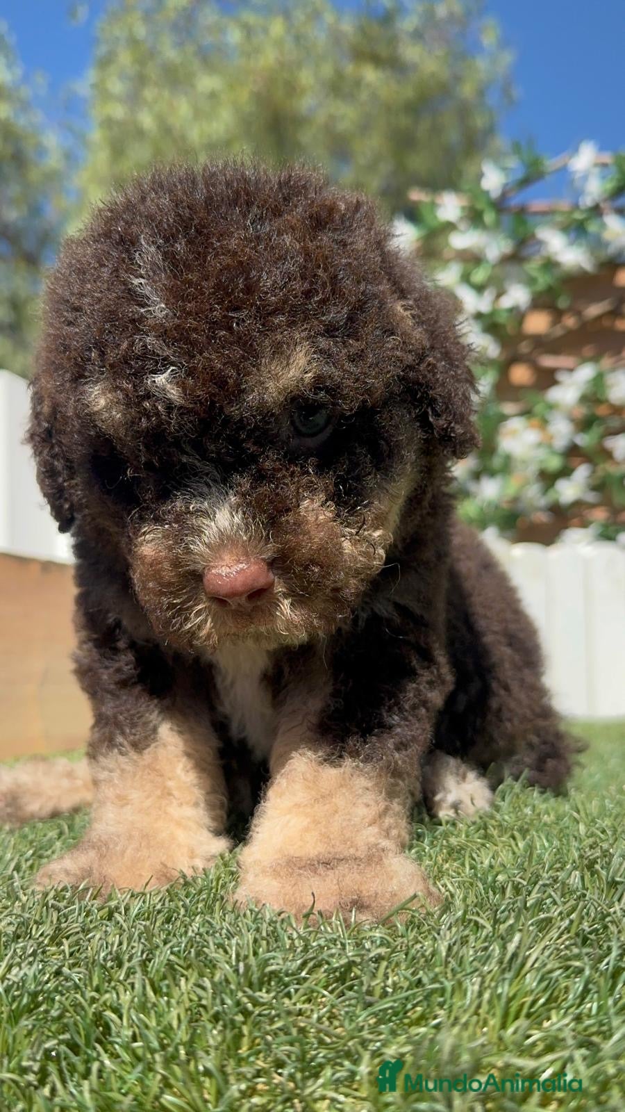 Perro de Agua Español perros en venta: PERRO DE AGUA ESPAÑOL - Anuncio 14
