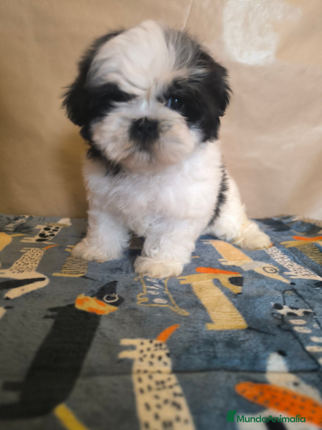 Shih Tzu perros en venta: Shitzu mini - Anuncio 6