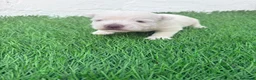 West Highland White Terrier perros en venta: West Highland White Terrier en Madrid - Anuncio 11