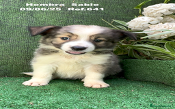 Border Collie perros en venta: BORDER COLLIE sable - Imagen 11