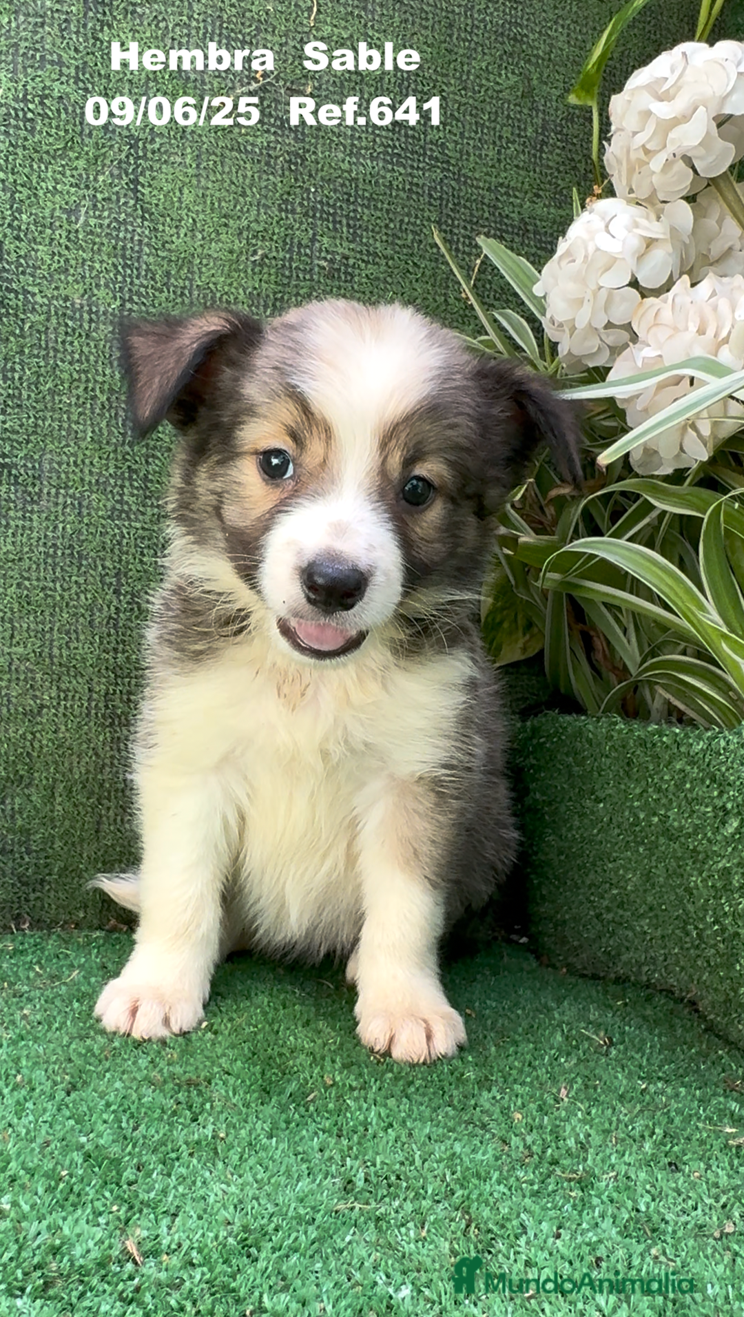 Border Collie perros en venta: BORDER COLLIE sable - Imagen 11