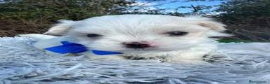 Bichón Maltés 1