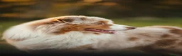 Pastor Australiano perros en venta: Proxima camada pedigree, familiar y con garantías - Anuncio 13