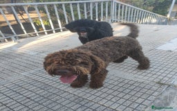 Perro de Agua Español perros en venta: Ultimo perro de aguas - Imagen 3