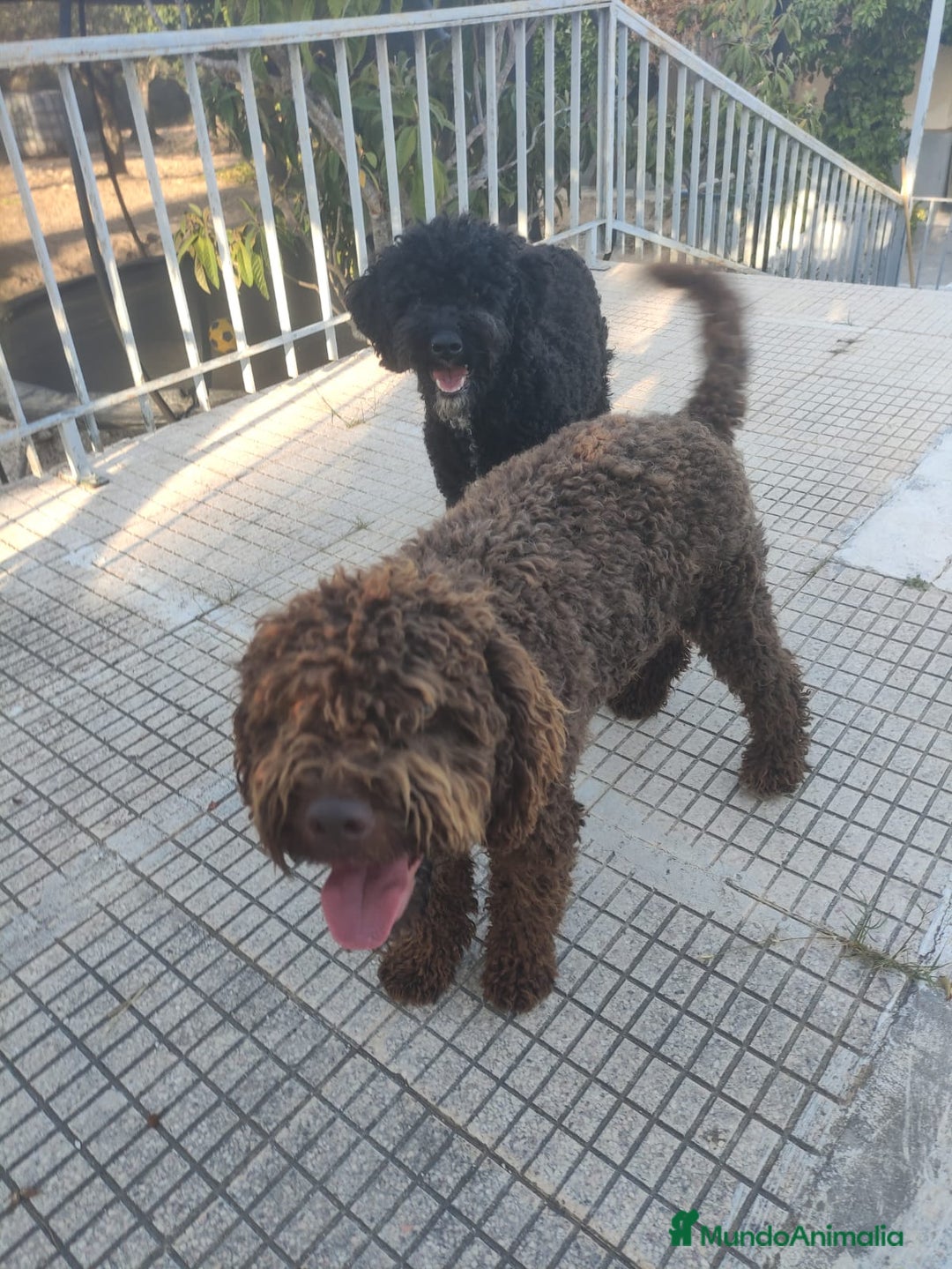 Perro de Agua Español perros en venta: Ultimo perro de aguas - Imagen 3