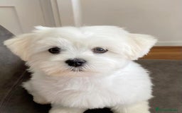 Bichón Maltés perros en venta: BICHÓN MALTÉS - Imagen 1