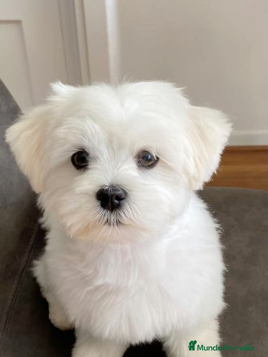 Bichón Maltés perros en venta: BICHÓN MALTÉS - Imagen 1