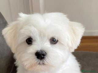 Bichón Maltés perros - Anuncio 10