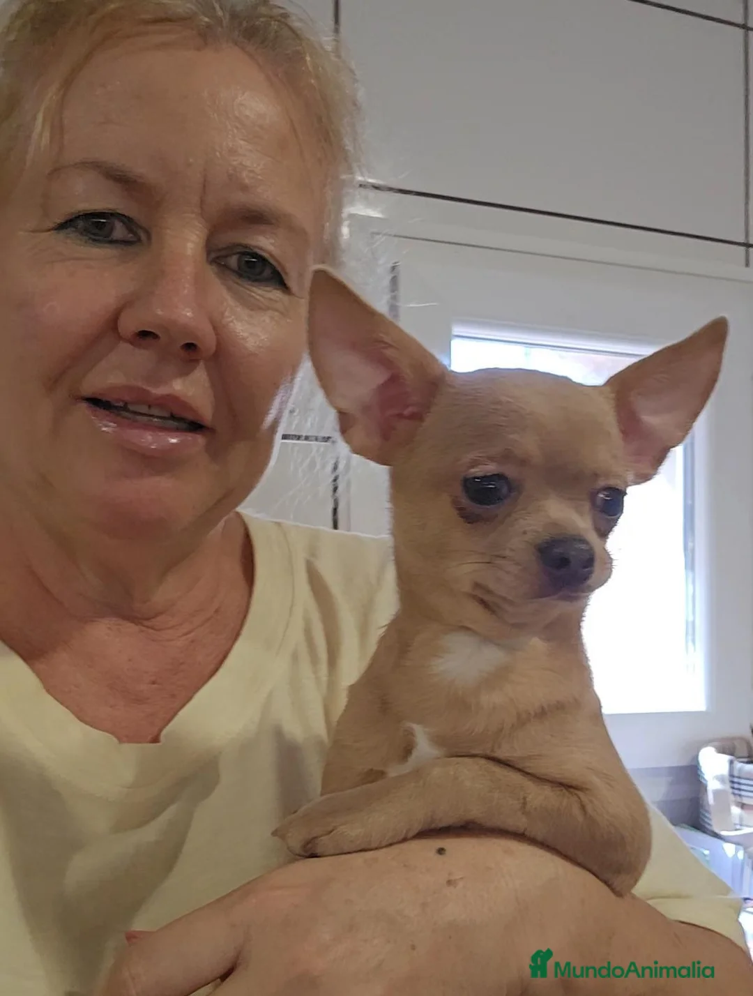 Chihuahua perros en venta: Chihuahua - Anuncio 1