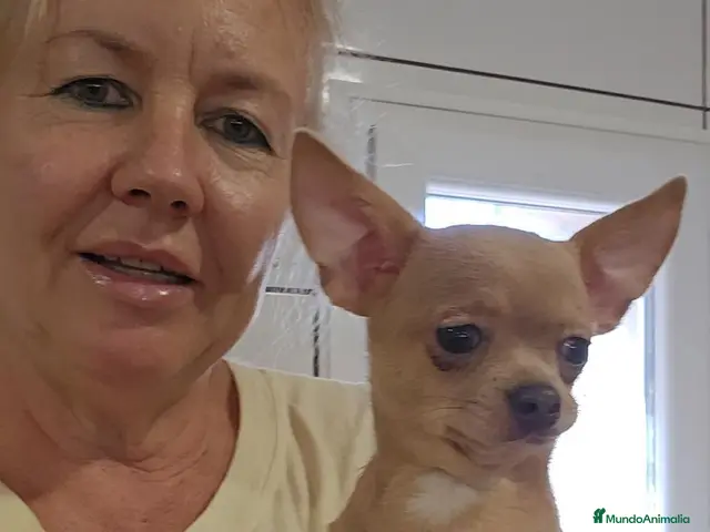 Chihuahua perros Chihuahua - Anuncio 10