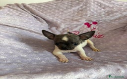 Chihuahua perros en venta: Chihuahua micro toy ruso - Imagen 2